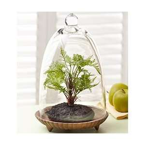  Flowers by 1800Flowers   Faux Fern Terrarium