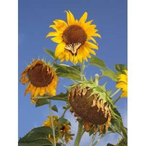  Common Sunflowers with a Tiger Swallowtail Butterfly 
