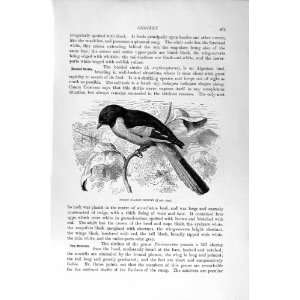  INDIAN SCARLET MINIVET BIRDS NATURAL HISTORY 1894 95