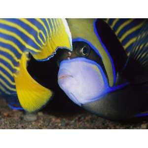  Head and Tail of a Pair of Emperor Angelfish Animal 