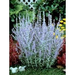  RUSSIAN SAGE LITTLE SPIRE / 1 gallon Potted Patio, Lawn 