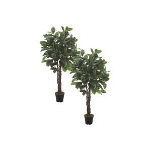  Two 6 Rubber Tree in Pot Two Tone Green