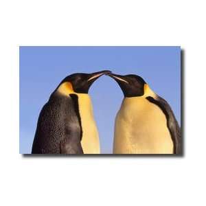   Penguins Aptenodytes Forsteri Antarctica Giclee Print