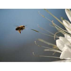  Seen Frozen in Flight, a Bee Carries Pollen Towards a Big 