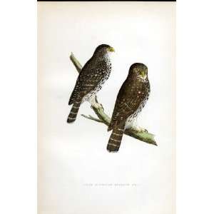  European Sparrow Owl Bree H/C 1875 Old Prints Birds