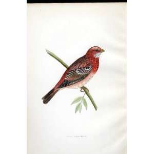  Rosy Bullfinch Bree H/C 1875 Old Prints Birds Europe