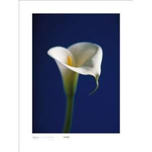  Bruce Teleky BT6860037 Arum Lily, White On Blue Background 