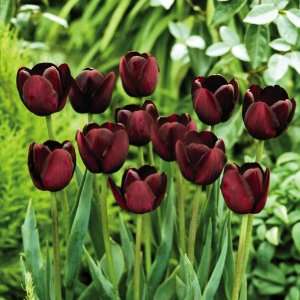   Magic Tulips   Fall Bulbs by Winston Brands Patio, Lawn & Garden