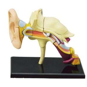  Famemaster 4D Vision Human Ear Anatomy Model Toys & Games
