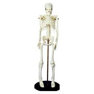  Learning Resources Human Skeleton Anatomy Model Toys 