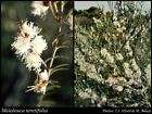Petunia Dreams Patriot Mix Seed Very Large Flowers  
