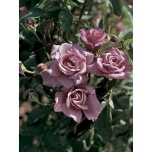  Simply Marvelous (Rosa Floribunda)   Bare Root Rose 