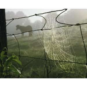 National Geographic, Spider Web on the Farm, 16 x 20 