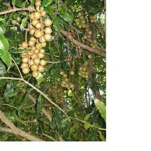  Hawaiian Macadamia Nut Tree   10 Seeds Patio, Lawn 