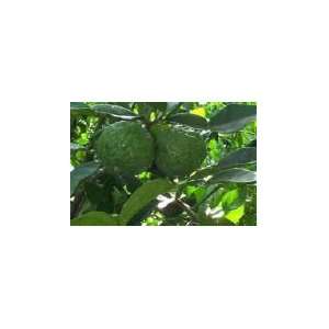  Kaffir Lime Tree Five Gallon Patio, Lawn & Garden