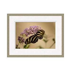   Winged Butterfly Lincoln Childrens Zoo Nebraska Framed Giclee Print