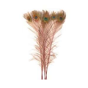 Dyed Burgundy Peacock Feathers 35 40 (Pack of 100) Arts 