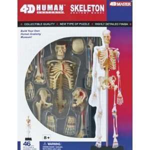  Visible Human Skeleton Anatomy Kit Toys & Games