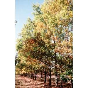    Quercus Acutissima   Sawtooth Oak Gobbler Patio, Lawn & Garden