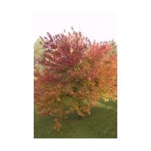  Burgundy Belle® Maple Tree Patio, Lawn & Garden