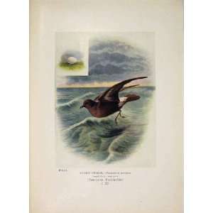  Storm Petrel Colour Antique Old Print Bird Fine Art