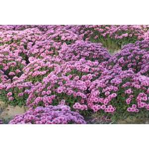  Exclusive By Buyenlarge Purple Mums 20x30 poster