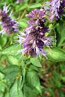 Anise Hyssop   Agastache foeniculum One Pound Seed  