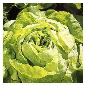   & Morgan All the Year Round Lettuce Seeds Patio, Lawn & Garden