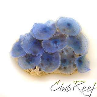 Blue Discosoma Artificial Aquarium Bulls eye Mushroom  