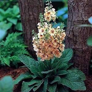   in Pink Verbascum  Very Hardy Perennial   Potted Patio, Lawn & Garden