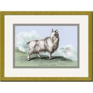   Framed/Matted Print 17x23, The Wool Bearing Antelope