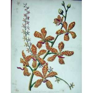   1885 Colour Vanda Batemanii Grandiflora Flower Plant