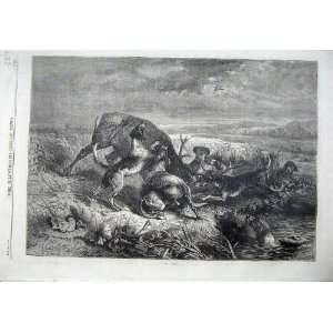    Fine Art 1870 Wild Dogs Attacking Deer Stag Country