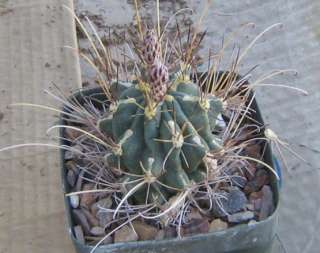 Sclerocactus uncinatus Cold Hardy South Texas Cactus 2  