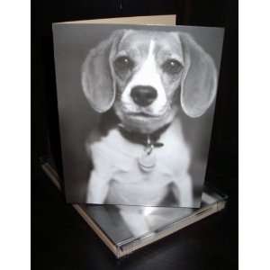    Talk to the Paw Greeting Cards   Dogs love 