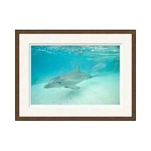 Dolphin Swimming At Resort In Roatan Framed Giclee Print  