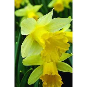  Daffodil Topolino Flower Bulbs   12 Bulbs Patio, Lawn & Garden