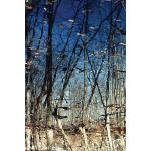   Exclusive By Buyenlarge Flag Pond Marsh 20x30 poster