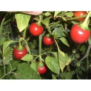  25 Heirloom Sweet Cherry Pepper Seeds 
