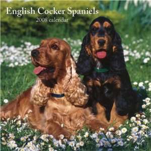  English Cocker Spaniels 2008 Square Wall Calendar (German 