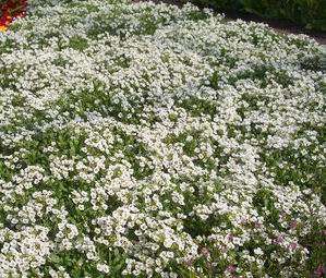 ALYSSUM Carpet of Snow      100,000 Flower Seeds + GIFT  