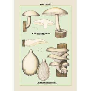 Oyster Mushroom 16X24 Giclee Paper 