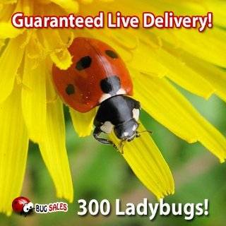 300 Live Ladybugs   Good Bugs   Ladybugs   Guaranteed Live Delivery