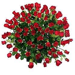100 Stems Fresh cut Red Roses (50 cm Stems)  