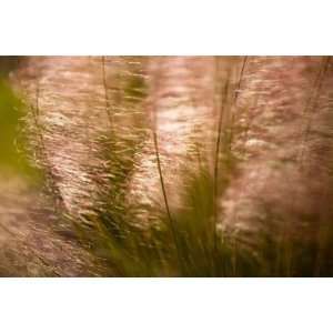 Blowing Grasses Wall Mural