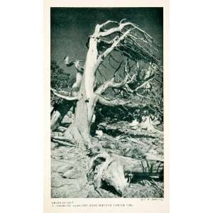   Tree Rocky Mountain National Park Colorado   Original Halftone Print