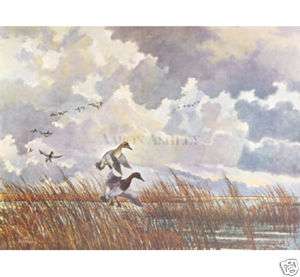 CANVASBACK DUCKS LANDING IN REEDS by Eric Sloane  
