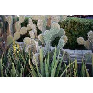   LIVE PADS OF SUPER SPINY GREY GRAY CACTUS PLANT Patio, Lawn & Garden