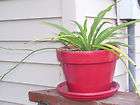 spider plant great for hanging baskets easy growing returns not