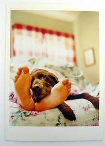 Greeting Card Get Well Sympathy Dog Funny Humor NEW  